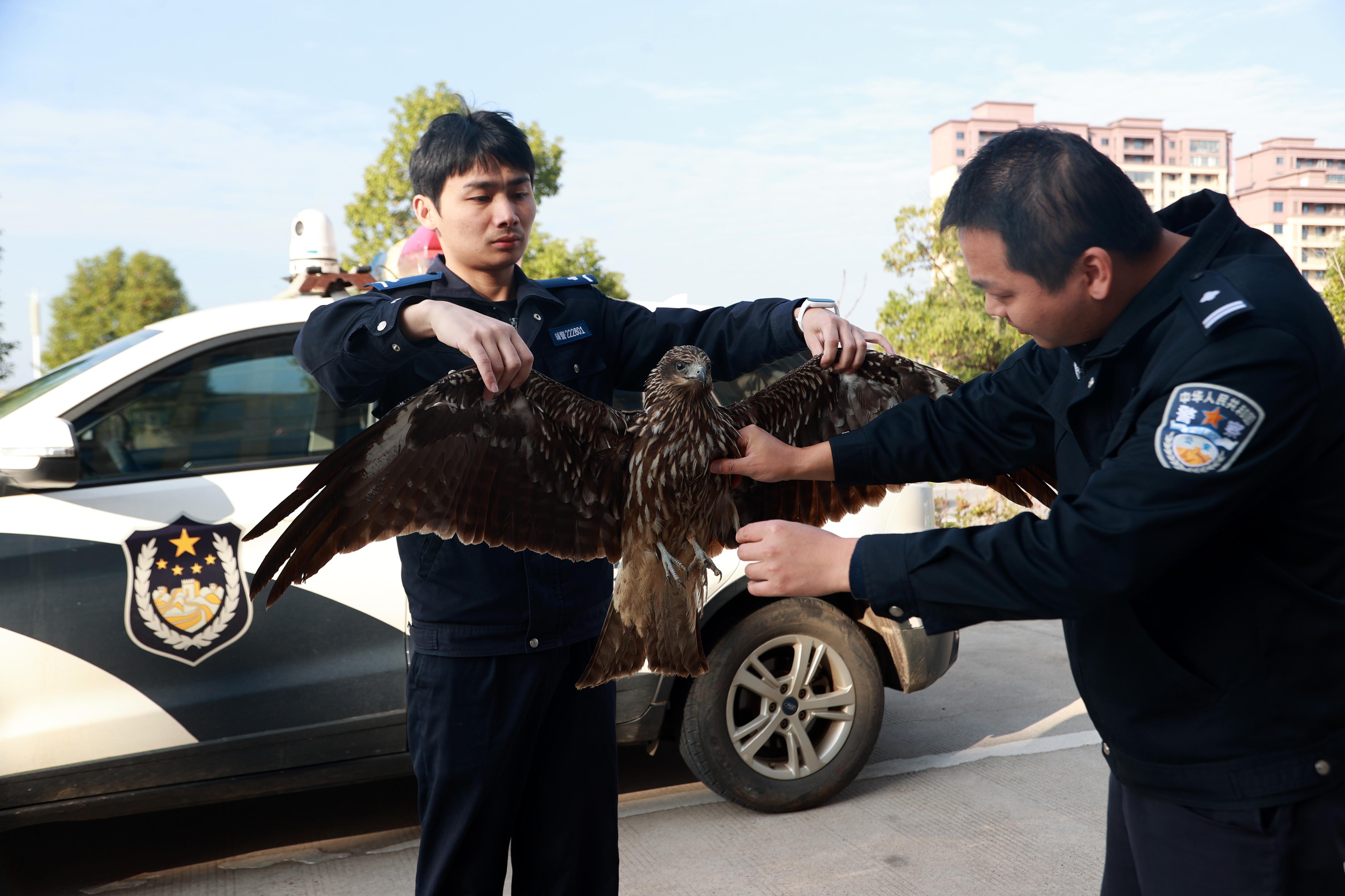 江西共青城：警民攜手救蒼鷹
